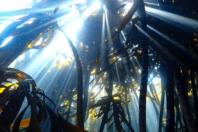 Kelp Forest Snorkeling in Cape Town - Safety buoy and guide support, why it makes first-time snorkeling work