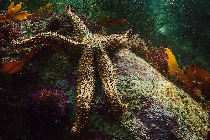Kelp Forest Snorkeling in Cape Town - Equipment, included gear, and what you should bring anyway