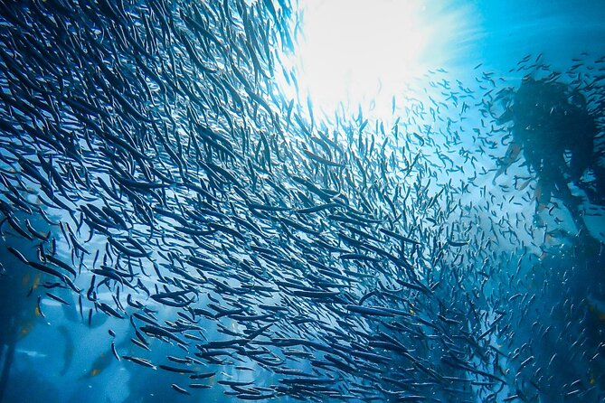 Kelp Forest Snorkeling in Cape Town - How the guide team chooses your snorkeling spot each day