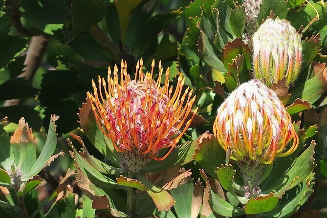 Kirstenbosch Botanical Gardens and Constantia Wine Tasting Tour. - Afrogem diamond cutting and jewelry making (optional, about 30 minutes)