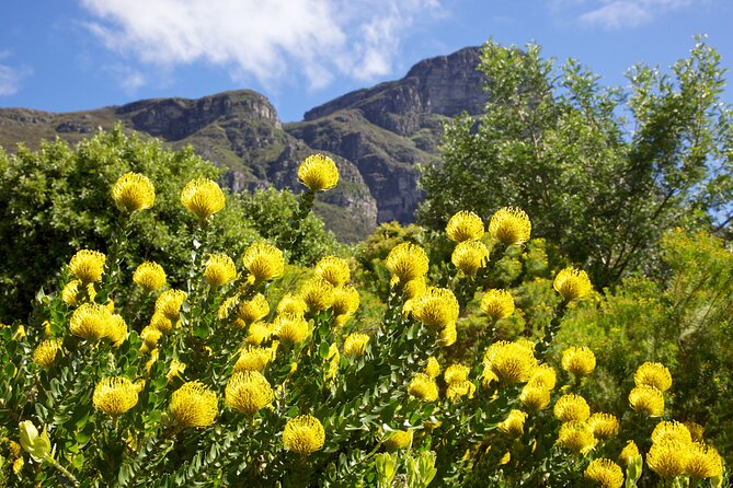 Kirstenbosch Garden, Bo-Kaap-Penguins & Cape of Good Hope Tour - Bo-Kaap color, coffee pauses, and the details that make photos better