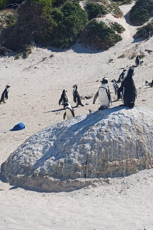 Kirstenbosch Garden, Bo-Kaap-Penguins & Cape Peninsula Tour - Kirstenbosch Botanical Gardens: The 90-Minute Guided Factor