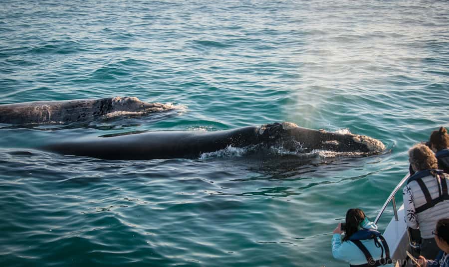 Knysna: Close Encounter Whale Watching Tour by Boat - Key things that make this whale watching tour worth your time