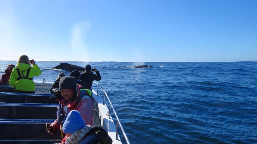 Knysna: Close Encounter Whale Watching Tour by Boat - Should you book this Knysna close-encounter whale watching tour?