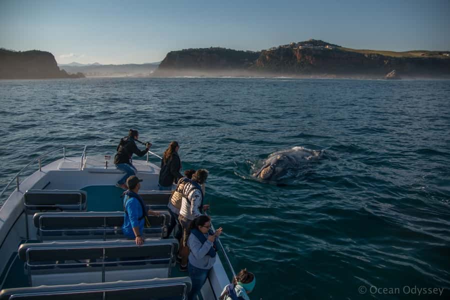 Knysna: Close Encounter Whale Watching Tour by Boat - Knysna Heads in 2 hours, what the timing really means