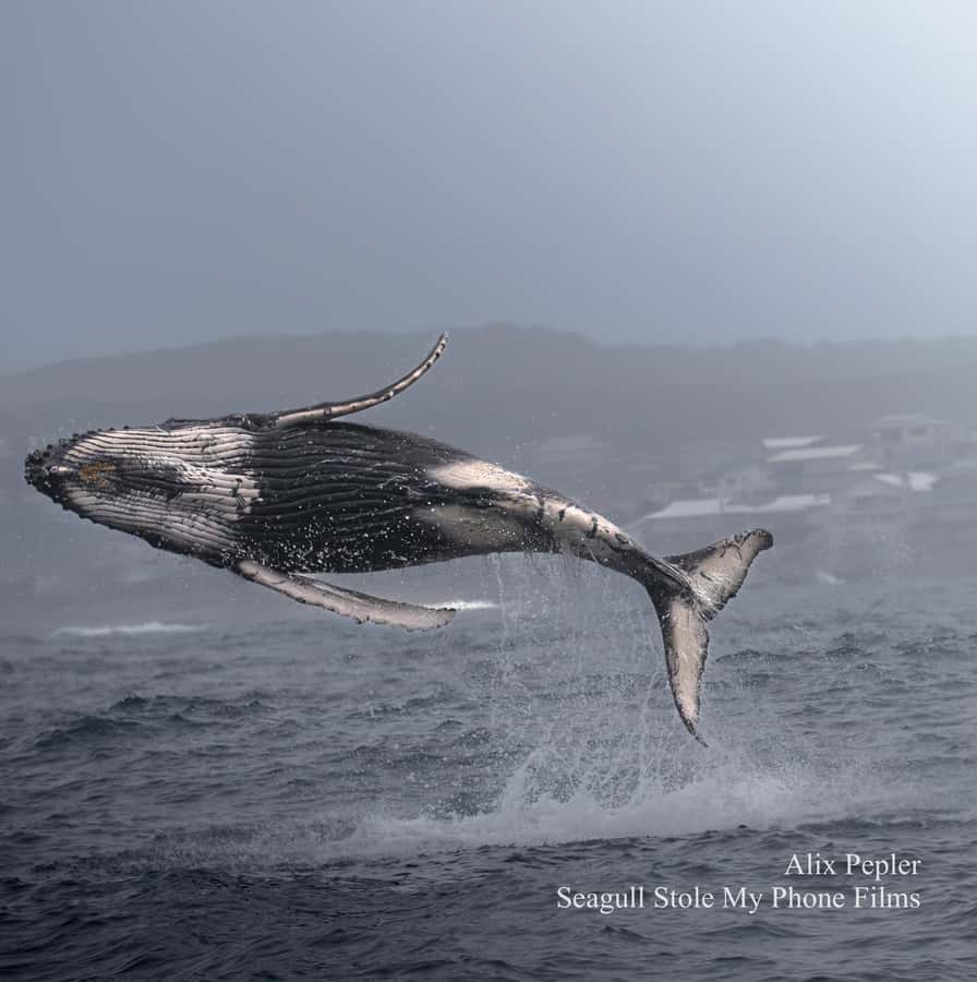 Knysna: Close Encounter Whale Watching Tour by Boat - The whale spotter system: why this tour finds more sightings than random searching