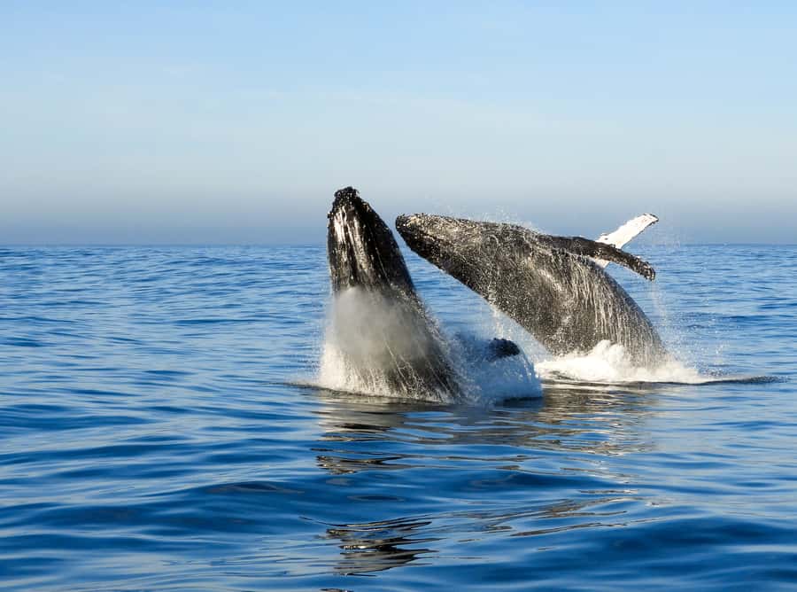 Knysna: Close Encounter Whale Watching Tour by Boat - What you might see off Knysna: humpbacks, southern right whales, and bonus wildlife