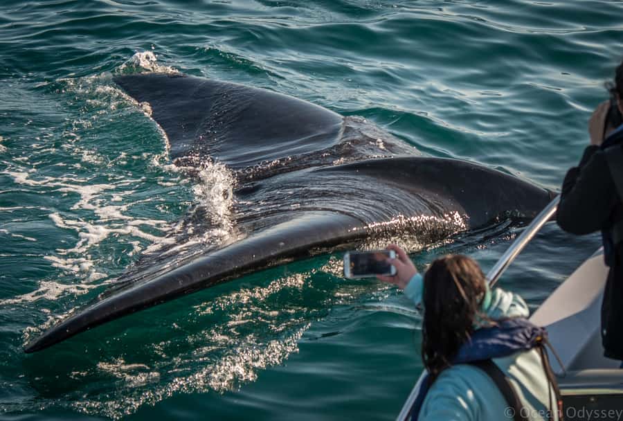 Knysna: Close Encounter Whale Watching Tour by Boat - The sea and weather reality: what to pack and how to avoid getting miserable