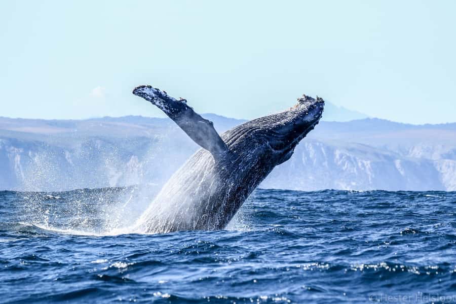 Knysna: Close Encounter Whale Watching Tour by Boat - Comfort, rules, and wildlife respect on the water