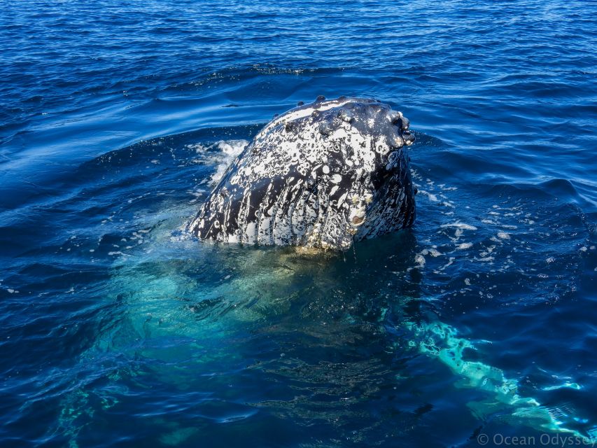 Knysna: Close Encounter Whale Watching Tour by Boat - Is it good value at $113 per person?