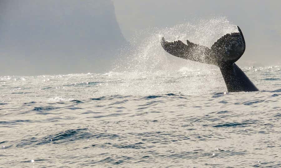 Knysna: Close Encounter Whale Watching Tour by Boat - Who this Knysna whale watching tour is for, and who should skip it