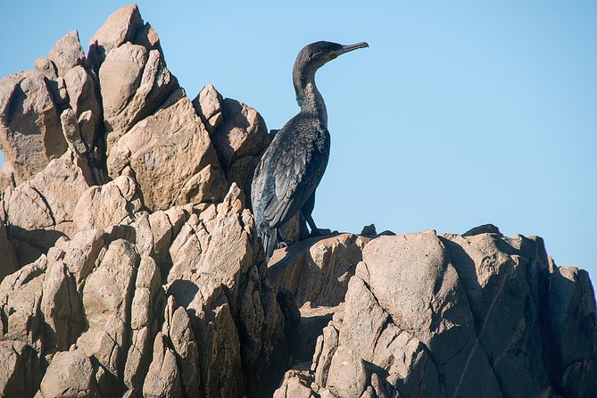 Knysna Heads & Lagoon Adventure Tour - Getting on Board at Thesen Island: The 45-Minute Reality Check