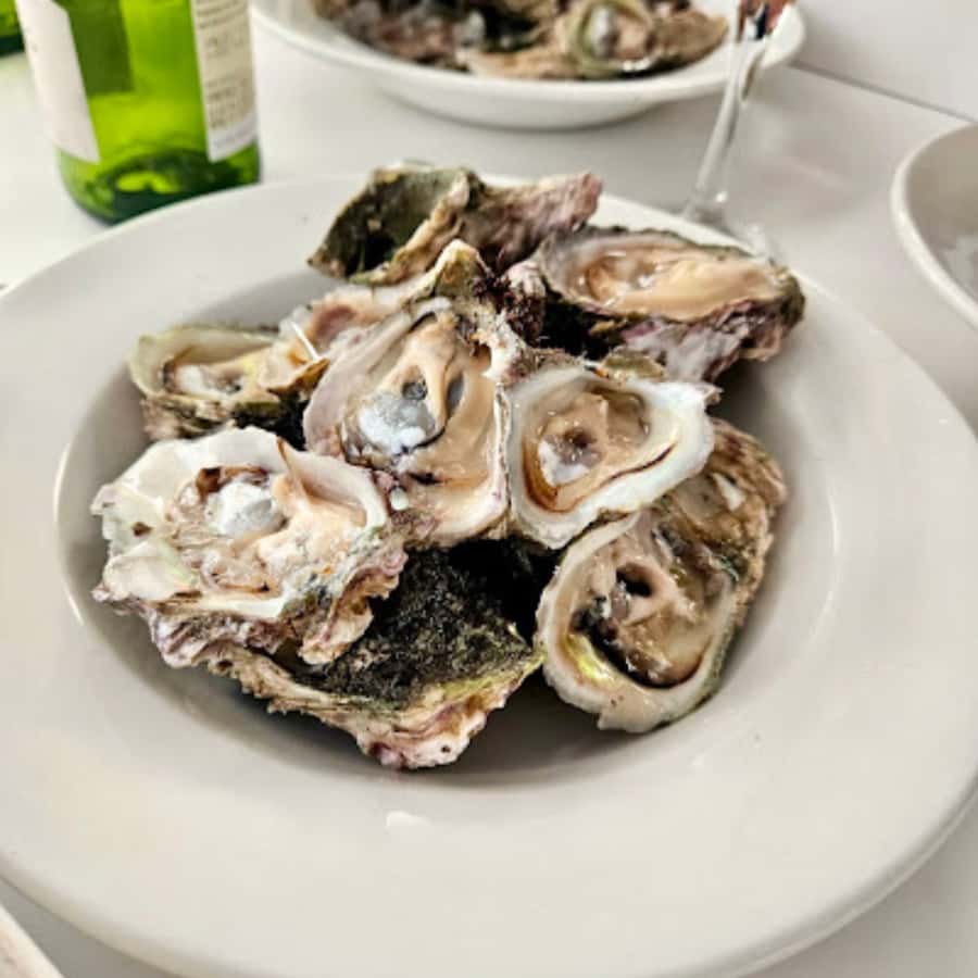 Knysna Lagoon: Boat Cruise with Oyster & White Wine Tasting - From Thesen Island to the Lagoon, the trip starts fast