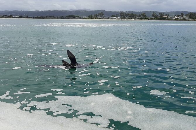 Knysna Lagoon Boat Cruises - What’s Included, What Costs Extra, and How to Plan Food