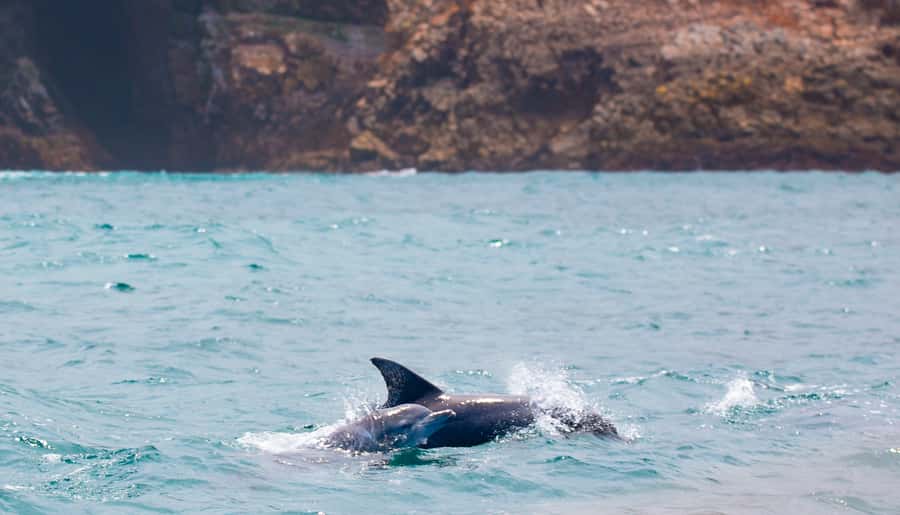 Knysna: Luxury Sunset Cruise with Captain's Barbeque - Captain’s Barbeque: Included Vibe, Food Options, and How to Choose