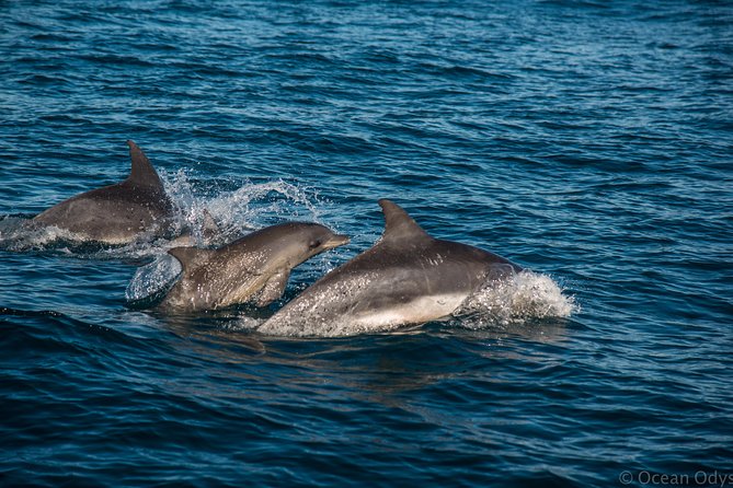 Knysna Marine Life & Garden Route Coastline Experience - Where you board at Thesen Island and how the timing works