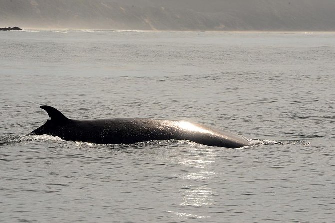 Knysna Marine Life & Garden Route Coastline Experience - Wildlife chances: what you can realistically hope for