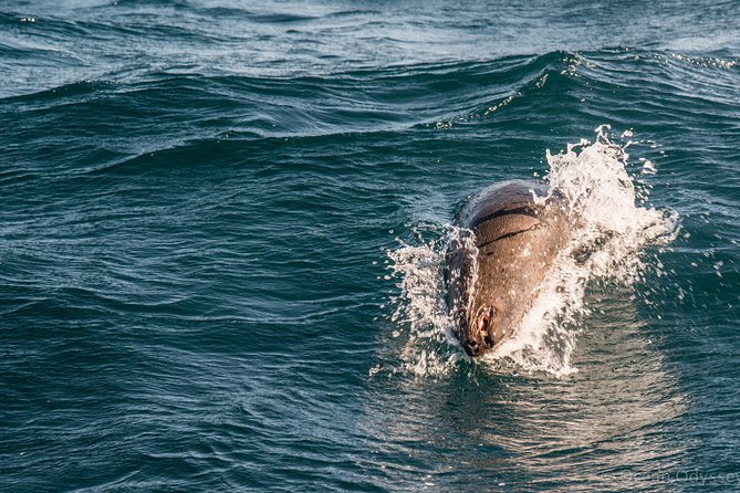 Knysna Marine Life & Garden Route Coastline Experience - The boat ride feel: speed, wakes, and how to stay comfortable