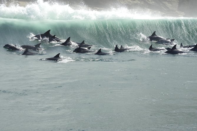 Knysna Marine Life & Garden Route Coastline Experience - Price and value: is $105 worth 90 minutes?