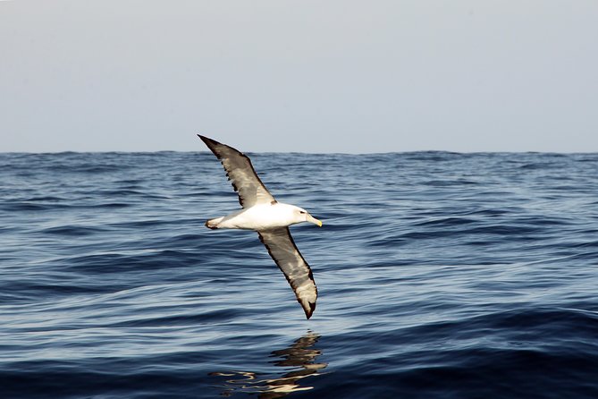 Knysna Marine Life & Garden Route Coastline Experience - Through Knysna Heads: the ocean gate, caves, and cliff views