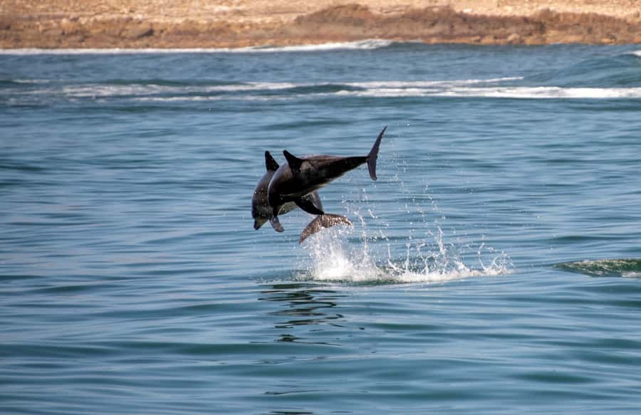 Knysna: Marine Life & Garden Route Coastline Tour - From Thesen Harbour Town to the Knysna Heads, what your 90 minutes is really like