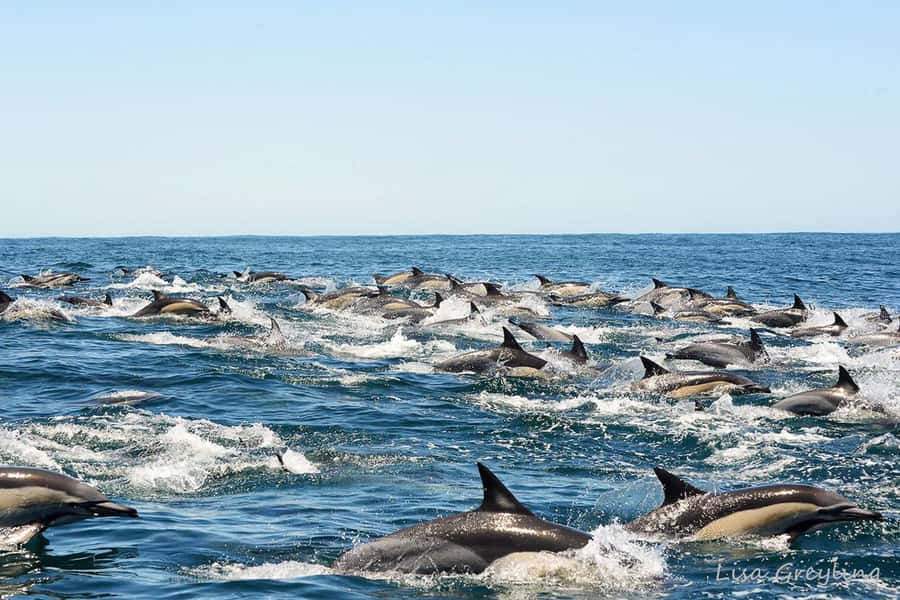 Knysna: Marine Life & Garden Route Coastline Tour - Weather rules, last-minute changes, and how to stay flexible