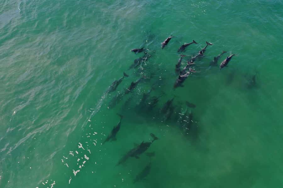 Knysna: Marine Life & Garden Route Coastline Tour - Price and value: $5 for a permitted marine watching cruise is a bargain if you manage expectations