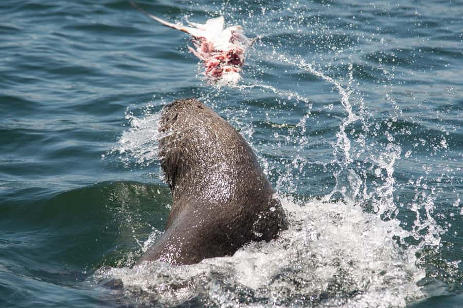 Knysna: Marine Life & Garden Route Coastline Tour - What to bring, what not to bring, and how to dress for the sea