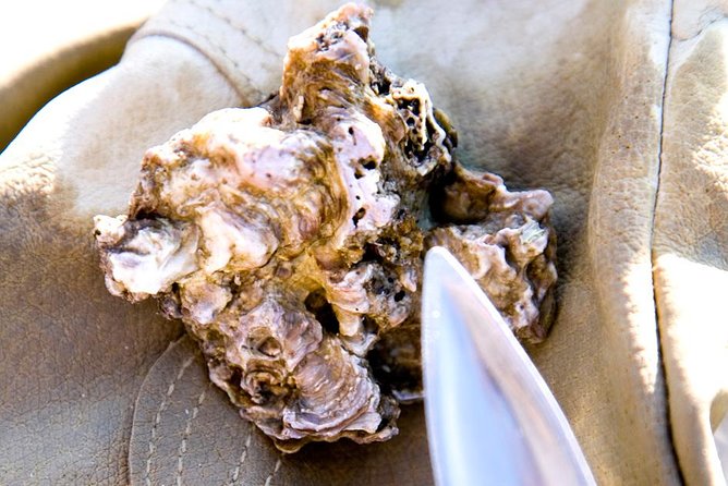 Knysna Oyster Tour - Price and value: what $45.84 really buys you