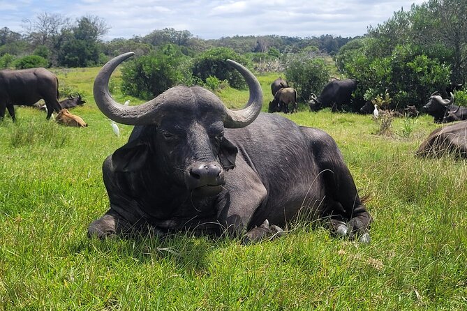 Kragga Kamma Game Drive and Scenic Coastal Tour in Port Elizabeth - Quick highlights before you book