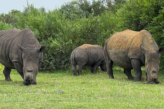 Kragga Kamma Game Drive and Scenic Coastal Tour in Port Elizabeth - Kragga Kamma first, then the coast, in one efficient 5 to 6 hours