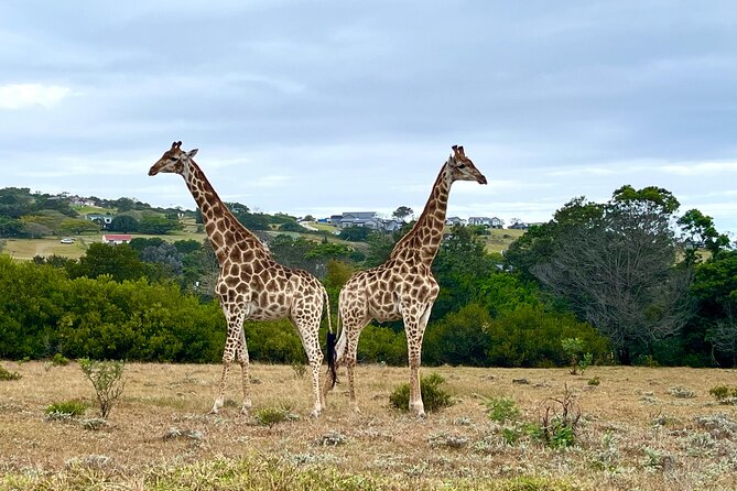 Kragga Kamma Game Drive and Scenic Coastal Tour in Port Elizabeth - Price, value, and what you actually get for $106