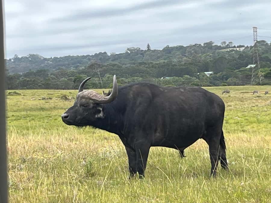 KRAGGA KAMMA GAME PARK - Key highlights you will actually notice