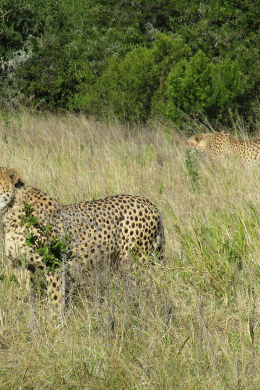 Kragga Kamma Game Park - FAQ