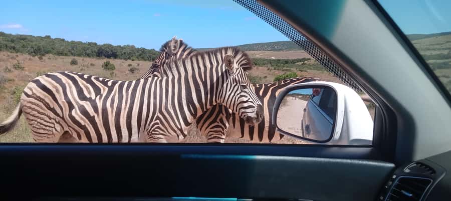 KRAGGA KAMMA GAME PARK - Kragga Kamma in 3 Hours, why this safari format works