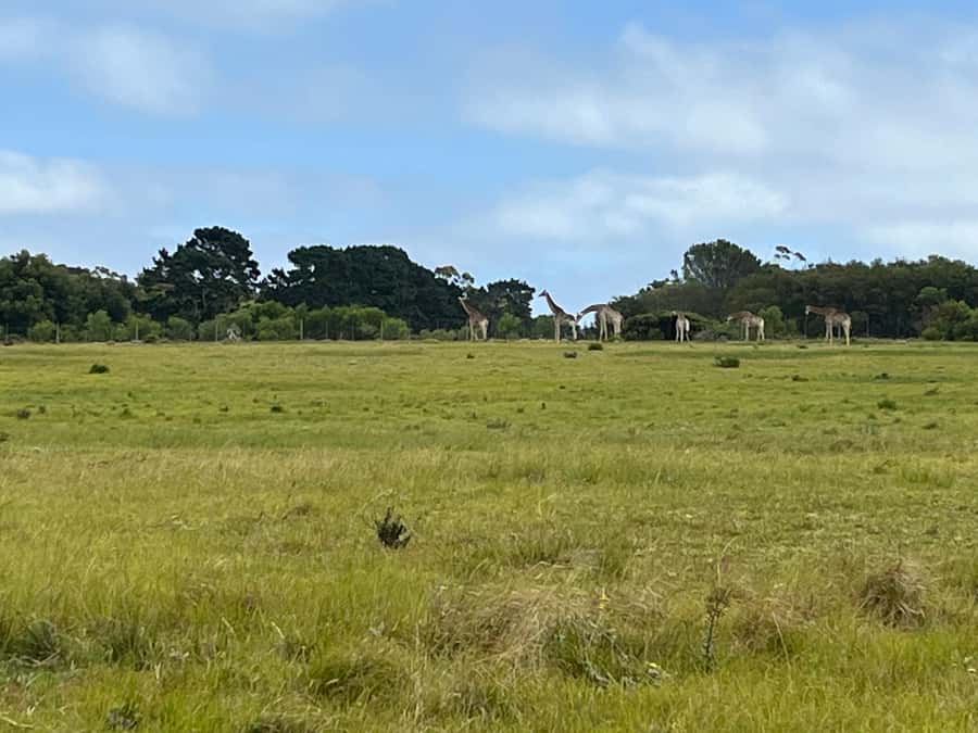 KRAGGA KAMMA GAME PARK - Your guided game drive, what you can spot without binoculars