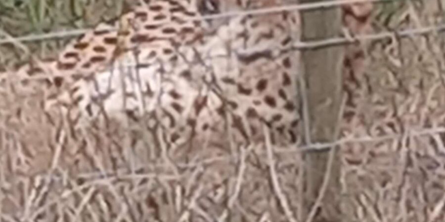 KRAGGA KAMMA GAME PARK - The guide makes the difference, Caleb, Alan, Lelo, and the team effort