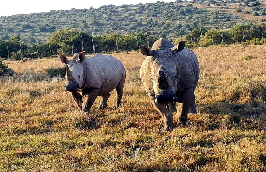 Kragga Kamma Game Park - Snacks included, lunch not: how to stay comfortable for 4 to 6 hours