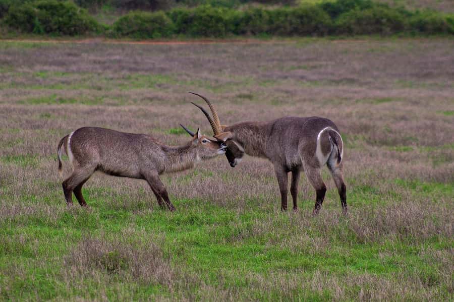 Kragga Kamma Game Park - Price and value at about $121 per person: when it’s a smart buy, and when it might feel pricey