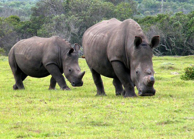 Kragga Kamma Game Park from Port Elizabeth - Key Highlights at a Glance