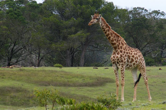 Kragga Kamma Game Park from Port Elizabeth - Pickup, Vehicle Comfort, and How the Tour Actually Runs