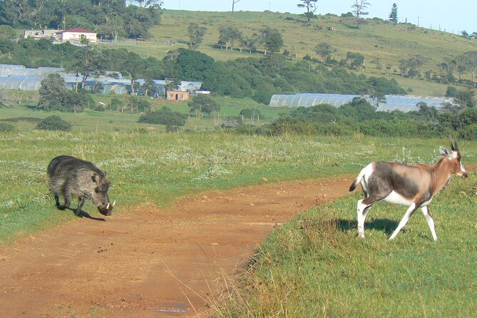 Kragga Kamma Game Park from Port Elizabeth - What Makes the Guide Matter in a Short Time Window