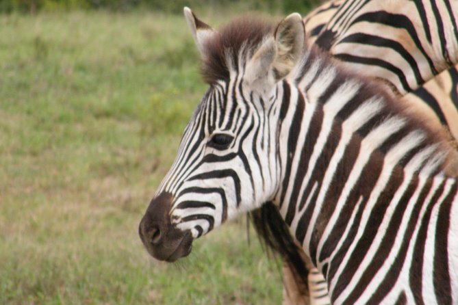 Kragga Kamma Game Park from Port Elizabeth - Photos and Timing: Getting Great Shots Without Overthinking It