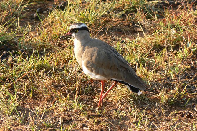 Kragga Kamma Game Park from Port Elizabeth - Price and Value: What You Really Get for About $80.46