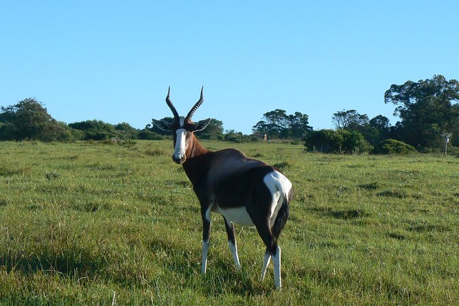 Kragga Kamma Game Park from Port Elizabeth - Where This Fits Best in Your Port Elizabeth Plan