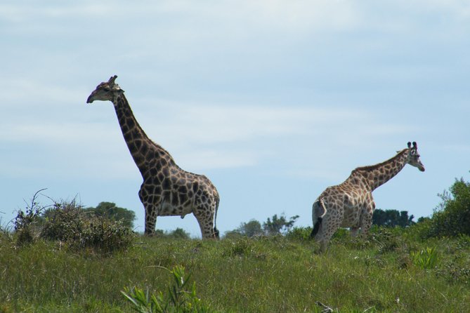 Kragga Kamma Game Park from Port Elizabeth - Things to Know Before You Go (So the Day Feels Smooth)