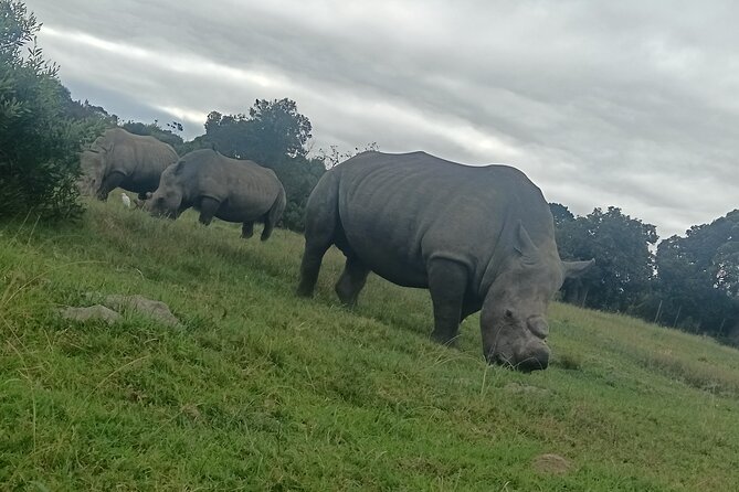 Kragga Kamma Game Park Safari Guided Tour in Port Elizabeth - Quick reasons this safari gets strong marks