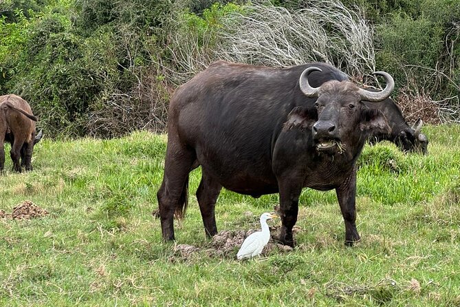 Kragga Kamma Game Park Safari Guided Tour in Port Elizabeth - Kragga Kamma near Port Elizabeth, why this 3-hour format works