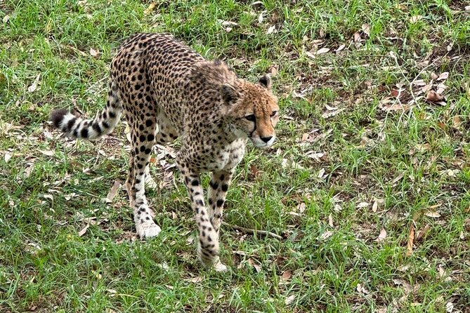 Kragga Kamma Game Park Safari Guided Tour in Port Elizabeth - Animal spotting help: binoculars, questions, and smart viewing habits