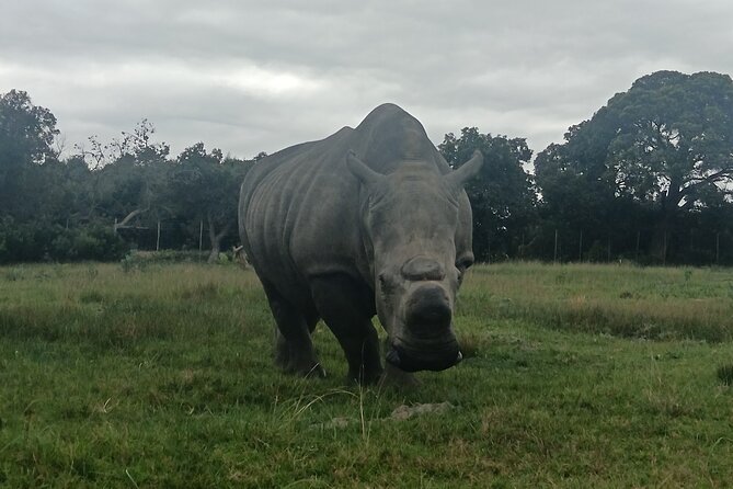 Kragga Kamma Game Park Safari Guided Tour in Port Elizabeth - Lunch and curio shop time, how to plan your break